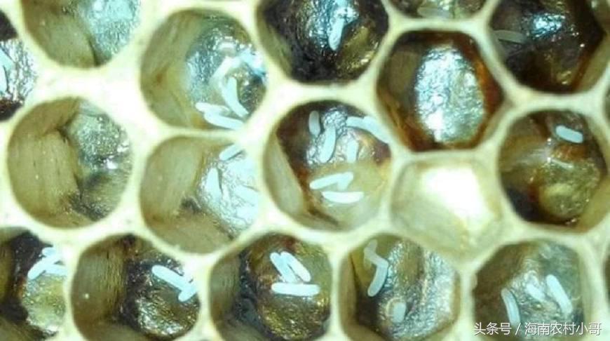 蜂群失王后工蜂产卵怎么办,蜜蜂失王后工蜂开始产卵怎样好