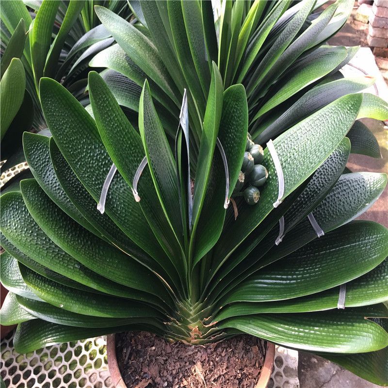 君子兰品种大全一盆多少钱,新手入门首先选的君子兰品种介绍