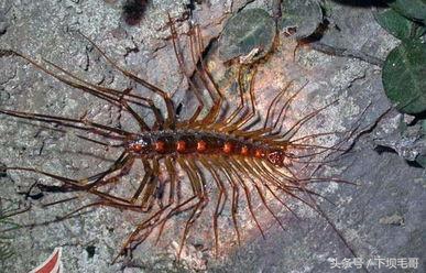 农村老土屋里常见的千足虫,篦子虫百足虫图片