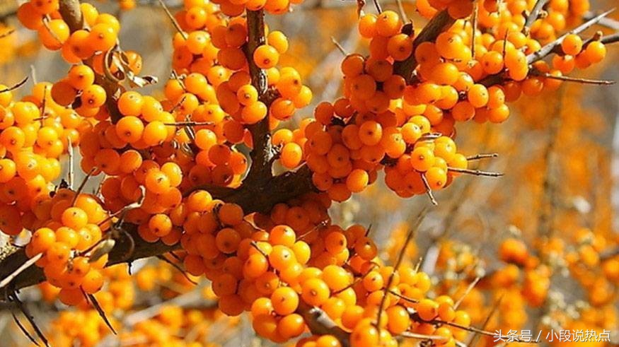 择天记曝光了它竟然有如此神效网剧红人都推荐,有说喝死人?