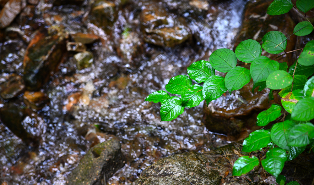 宜兴竹海的风景,推荐一个好的地方宜兴竹海