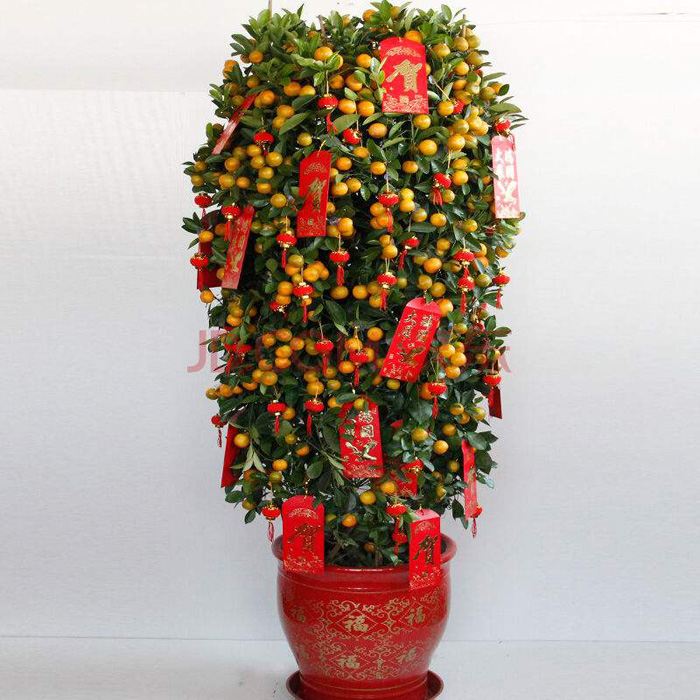 什么绿植招财寓意好,招财绿植风水讲究哪些