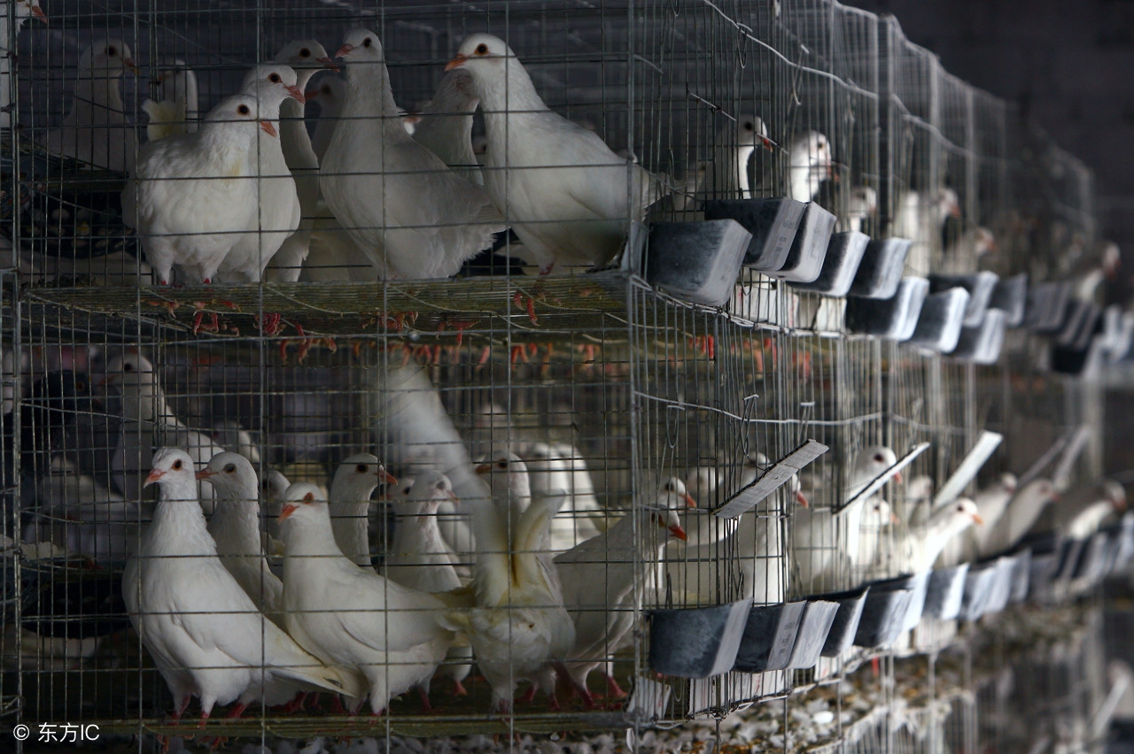 有的鸽子不合群应该怎么办,鸽子不合群打架怎么办