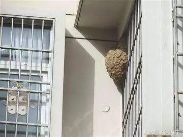 捅马蜂窝一男子被抬走视频,一名男子捅马蜂