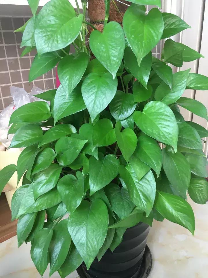 绿萝实用小技巧,绿萝经常放通风口能长得快吗