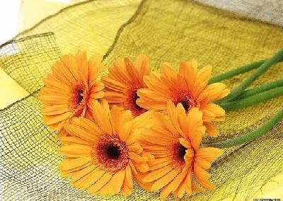 各国花图片,各国花大全