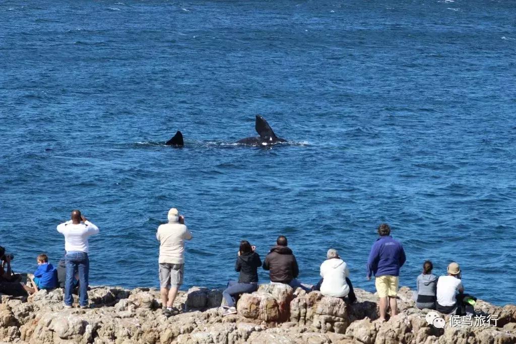 出海看到蓝鲸的感受是什么,当你下海看见一只虎鲸感觉是什么