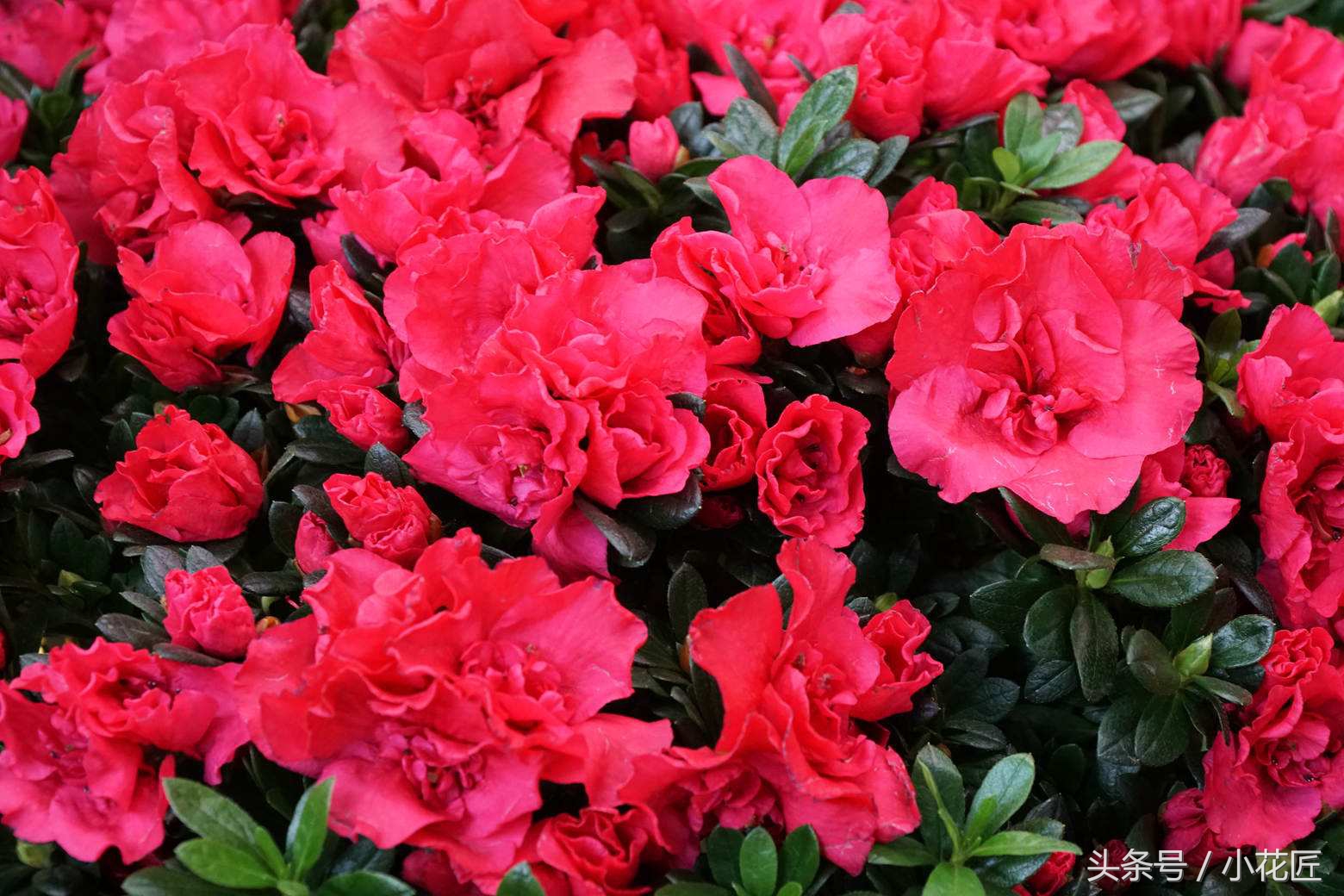 哪一种杜鹃花适合北方,怎么能在北方养好杜鹃花呢