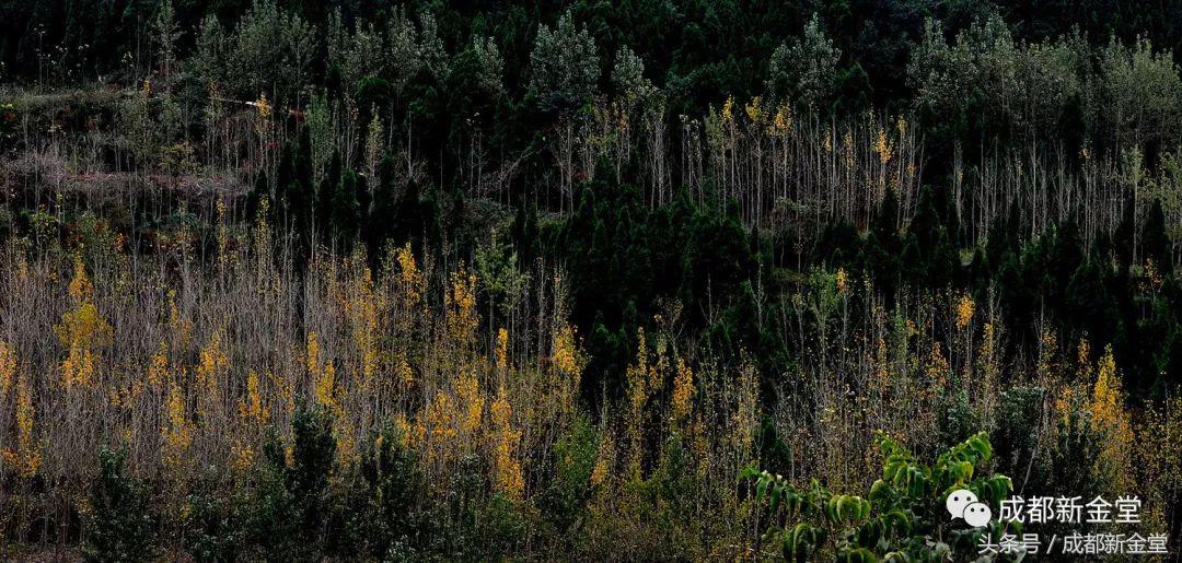 金堂秋色,秋天金堂十大必去景点