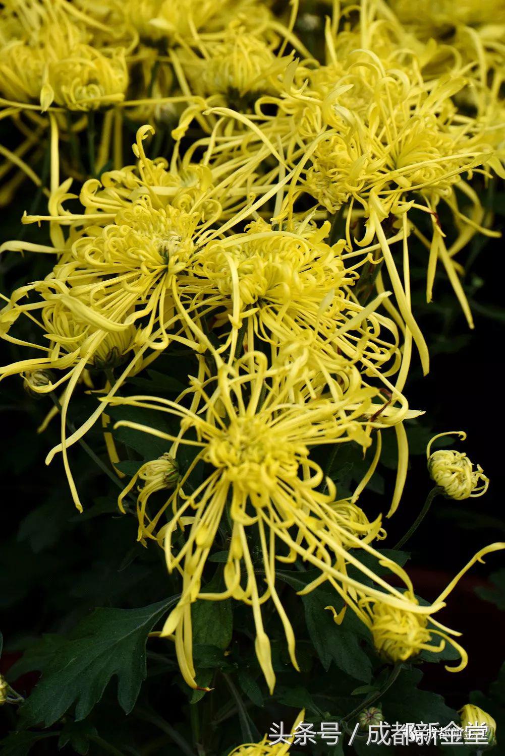 金堂秋色,秋天金堂十大必去景点