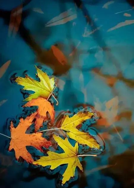 九首相思诗词九重相思境界,九首相思诗词诉尽相思的苦