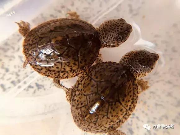 瑟瑟秋风之下，天气转凉，龟要怎样去照顾呢？