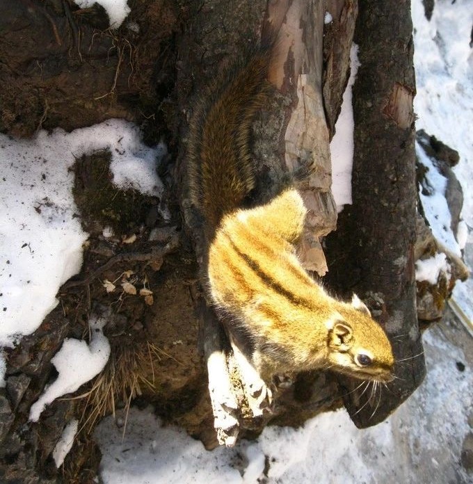 成都西岭雪山旅游攻略一日游一月,成都花水湾夏日旅游攻略