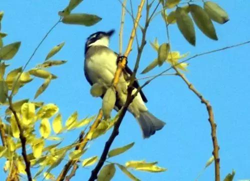 一只猴子说的经典话,一只老猴子的经典句子