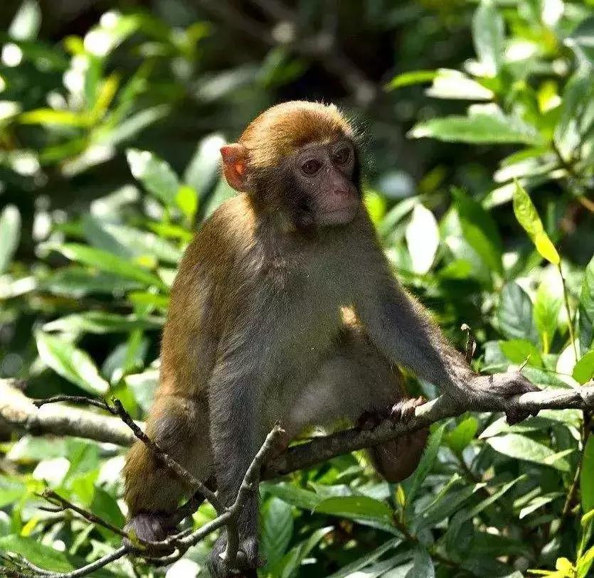 一只猴子说的经典话,一只老猴子的经典句子