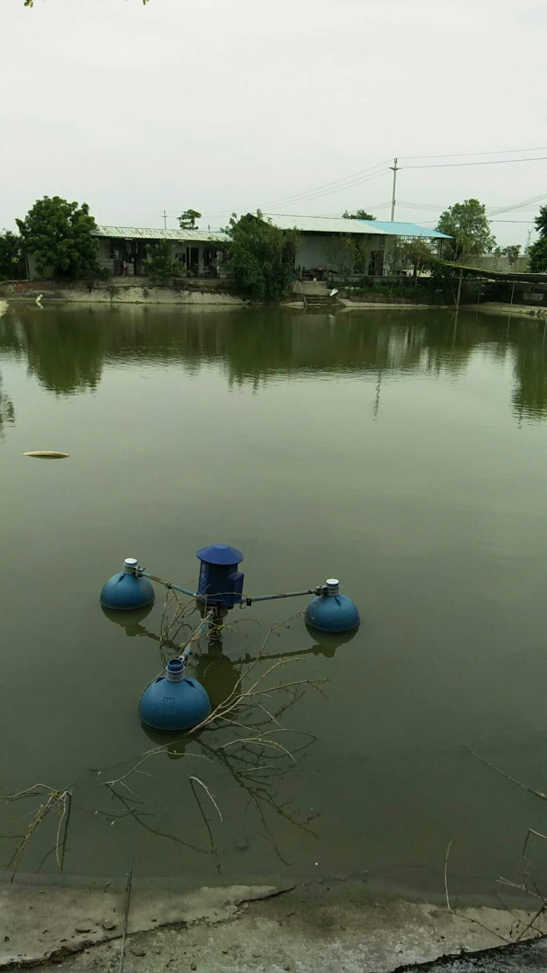 常见鱼病寄生虫防治,鱼类寄生虫哪种最危险