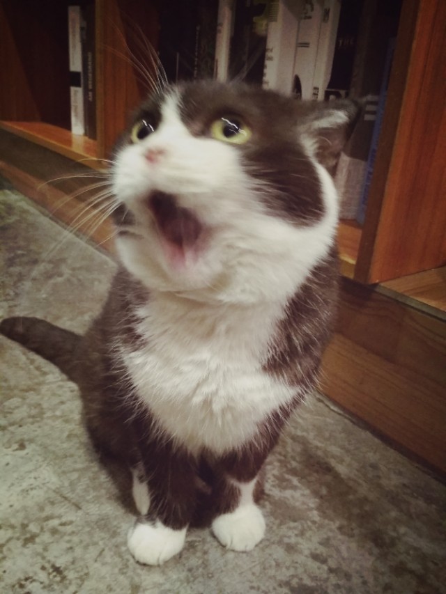 慵懒喵喵吸猫场所,吸猫者必去的十个地方