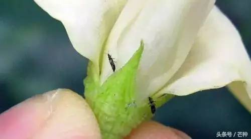 枇杷果实虫害防治及图谱,果树主要虫害识别与防治彩色图谱