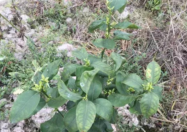 柑橘幼树开花时长虫怎么办,柑橘幼树开花解决办法