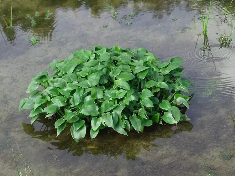 野菜功效,野菜功效介绍