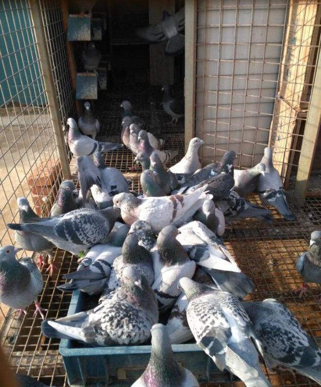 信鸽飞家里什么征兆,家鸽最怕什么