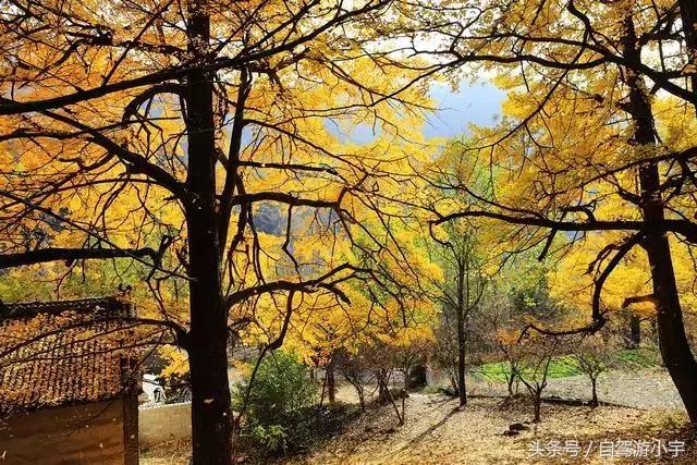 河南省赏红叶一日游,河南省秋天红叶最佳去处