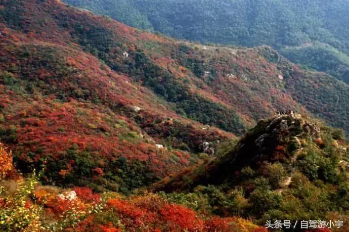 河南省赏红叶一日游,河南省秋天红叶最佳去处