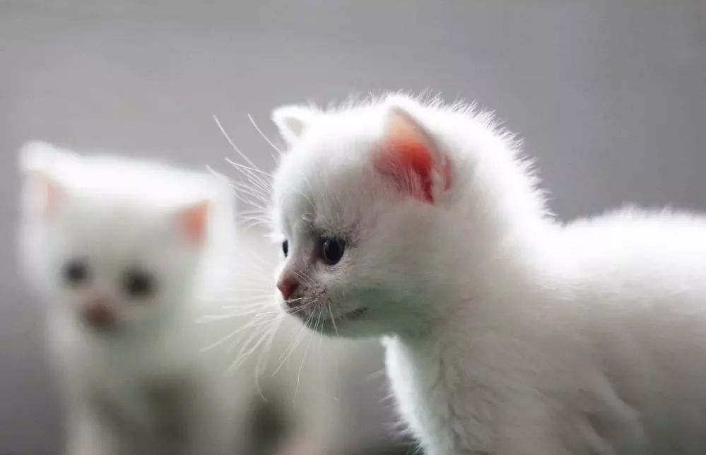 “如果被萌坏了,我帮你叫110救护车!”