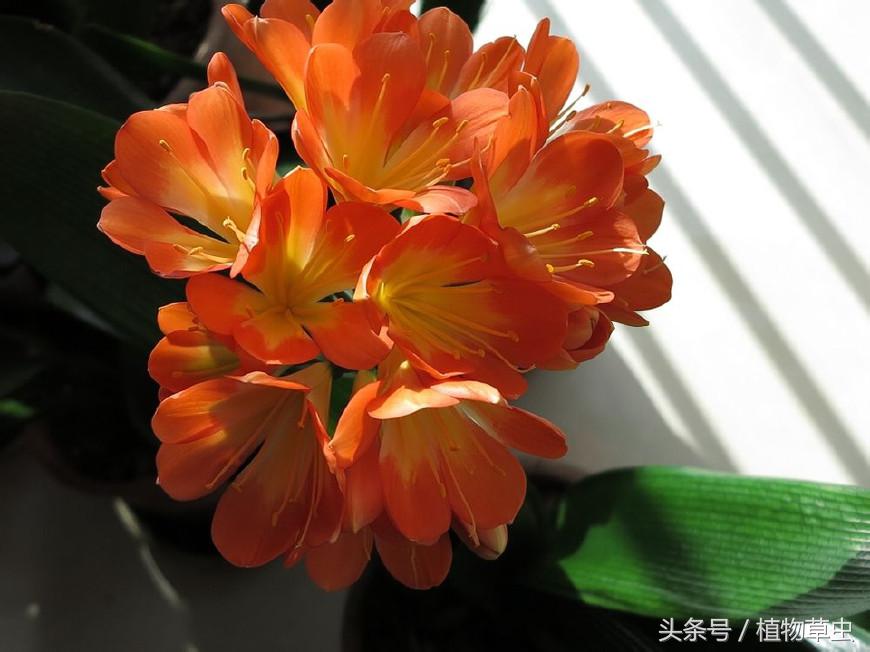 同样养护条件下有的君子兰不开花,君子兰开花后如何养护和管理