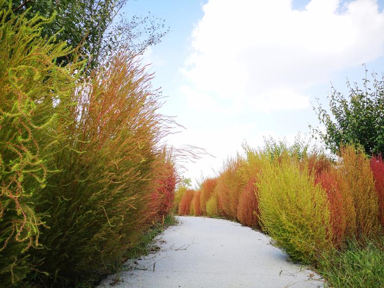 看看粉黛乱子草有多惊艳,粉黛乱子草被踩秃