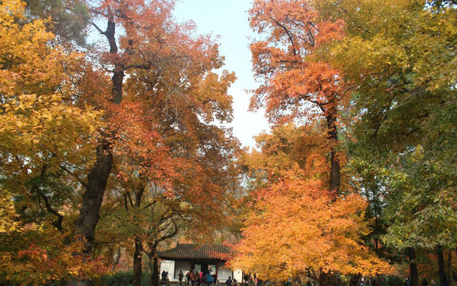 苏州天平山赏枫叶最佳地点,灵白线天平山全程路线详解