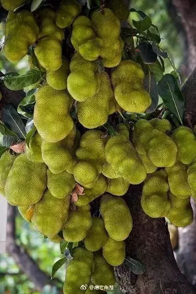 有意思旅游｜酸汤辣子蘸出来的美味，屡屡被各大综艺点名