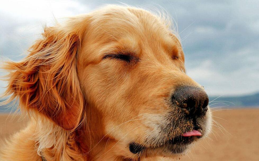 买金毛犬好还是买拉布拉多好,买金毛幼犬好还是比熊好