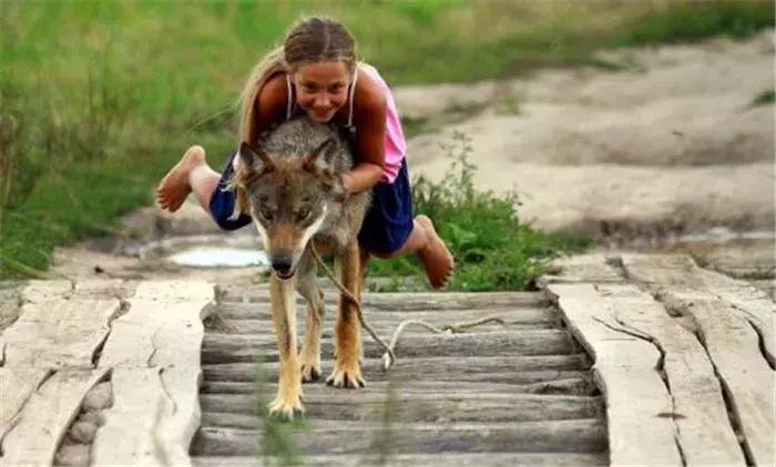 女孩收到父亲赠送的小奶狗，朝夕相处一年多，最后发现是野狼！