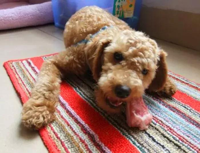 泰迪挑食不吃狗粮怎么纠正,如何改正泰迪只吃肉不吃狗粮