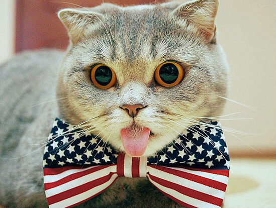 收藏备用猫咪常见疾病预防与急救,猫的知识猫咪饮食常见病症