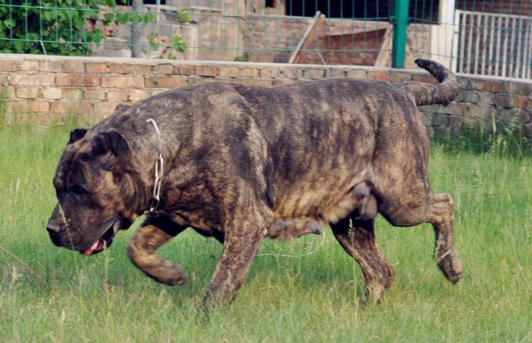 加纳利串拉布拉多,加纳利有名的狗