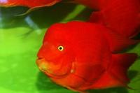 鹦鹉鱼的饲养方法与技巧,鹦鹉鱼饲养要点有哪些