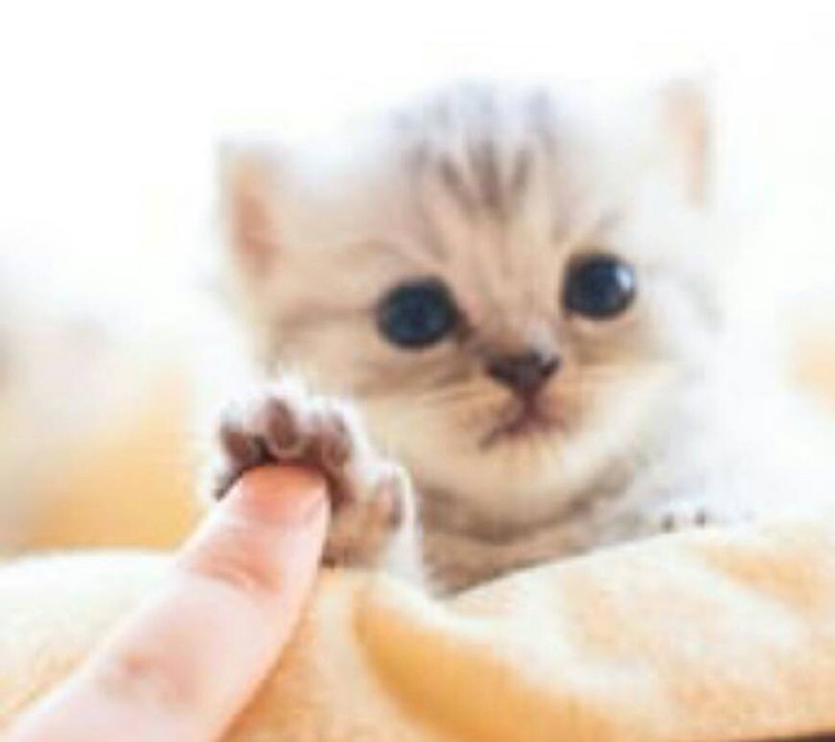 诗经中的优美的乳名,诗经起名寓意好的诗句