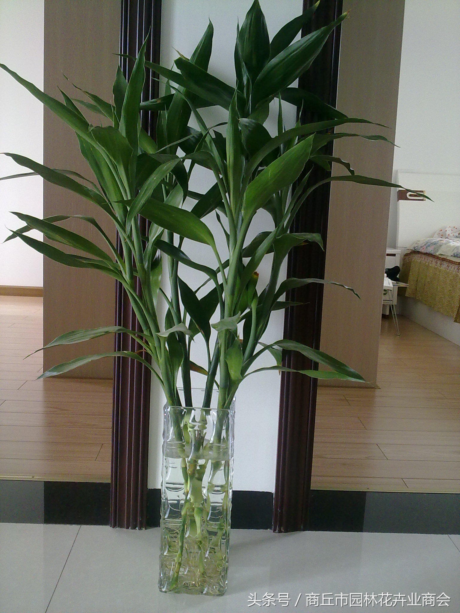 家里的富贵竹长得太高好不好,富贵竹一般养几支才吉利