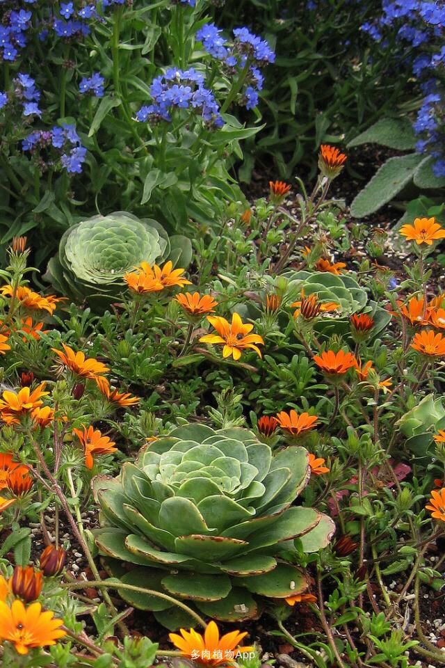 山地玫瑰的生长期是几月到几月,山地玫瑰什么季节生长旺盛