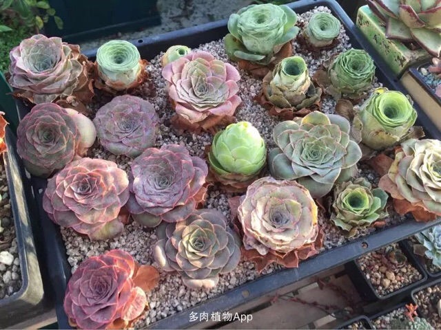 山地玫瑰的生长期是几月到几月,山地玫瑰什么季节生长旺盛