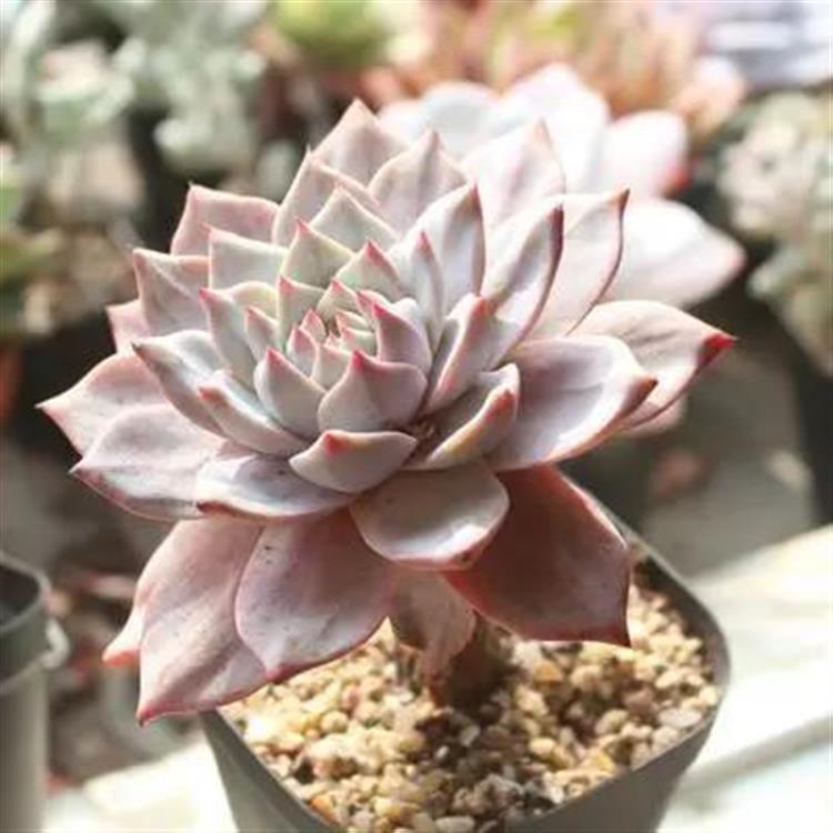 养成老桩最好看的多肉品种,多肉怎么养才能养成老桩盆景