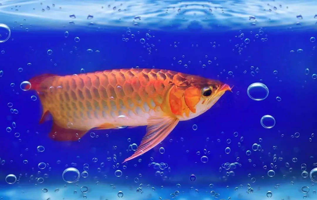 店铺养鱼风水怎么样,风水养鱼应该养几条