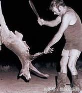 袋鼠可以吃桉树叶吗,袋鼠可以吃番茄吗