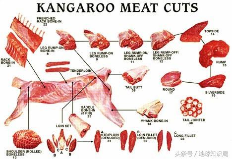 袋鼠可以吃桉树叶吗,袋鼠可以吃番茄吗