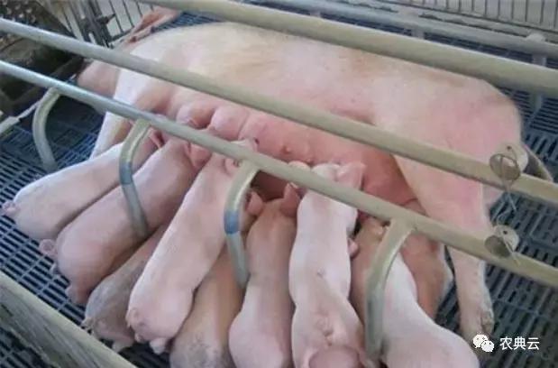 母猪刚下的小猪拉稀怎么治,小猪拉稀母猪没奶怎么回事