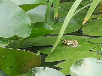 清泉石上流水,清泉石上流生生不息