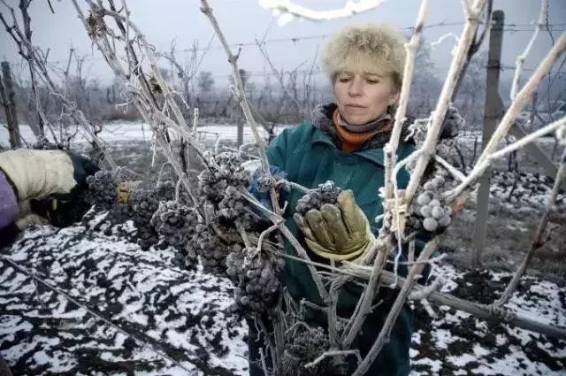 冰酒价格为什么这么高,冰酒的价格怎么相差那么大