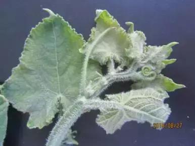 如何科学区分和防治黄瓜病害